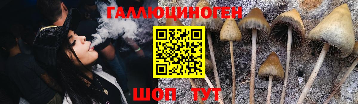 Новозыбков  Псилоцибиновые грибы Magic Shrooms  Псилоцибиновые грибы Magic Shrooms  что такое   Вход с VPN 